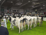 HOLSTEIN CLASSES AT AGRISCOT 2010
